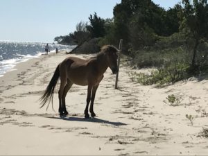 Banker horse on Shackleford Banks